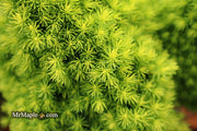 - Picea glauca 'Pixie Dust' Dwarf White Spruce - Mr Maple │ Buy Japanese Maple Trees