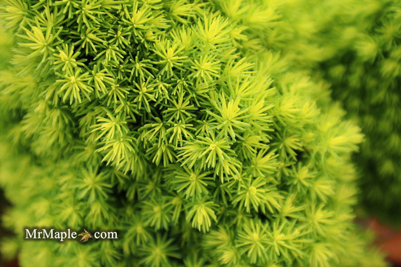 - Picea glauca 'Pixie Dust' Dwarf White Spruce - Mr Maple │ Buy Japanese Maple Trees