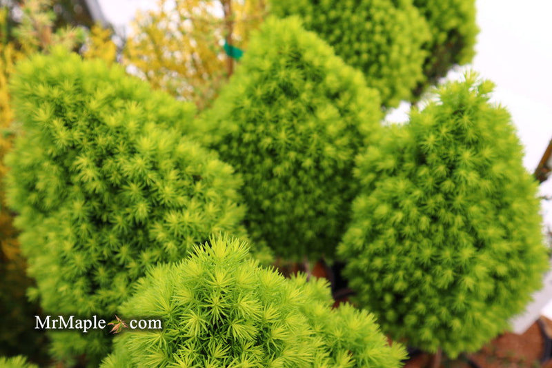 - Picea glauca 'Pixie Dust' Dwarf White Spruce - Mr Maple │ Buy Japanese Maple Trees