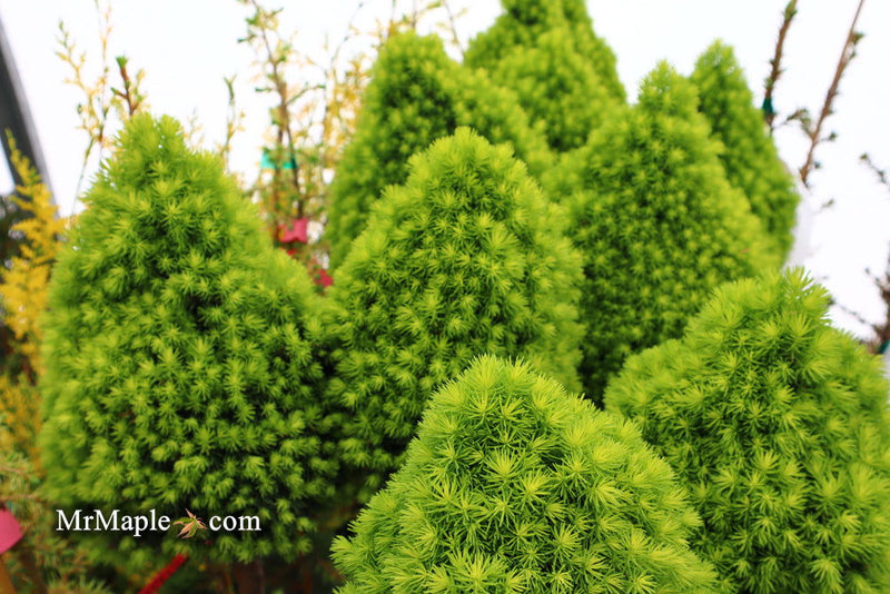 - Picea glauca 'Pixie Dust' Dwarf White Spruce - Mr Maple │ Buy Japanese Maple Trees