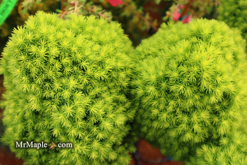 - Picea glauca 'Pixie Dust' Dwarf White Spruce - Mr Maple │ Buy Japanese Maple Trees