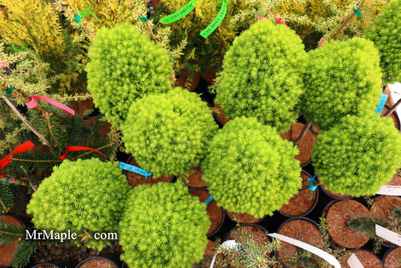 - Picea glauca 'Pixie Dust' Dwarf White Spruce - Mr Maple │ Buy Japanese Maple Trees