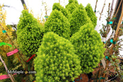 - Picea glauca 'Pixie Dust' Dwarf White Spruce - Mr Maple │ Buy Japanese Maple Trees