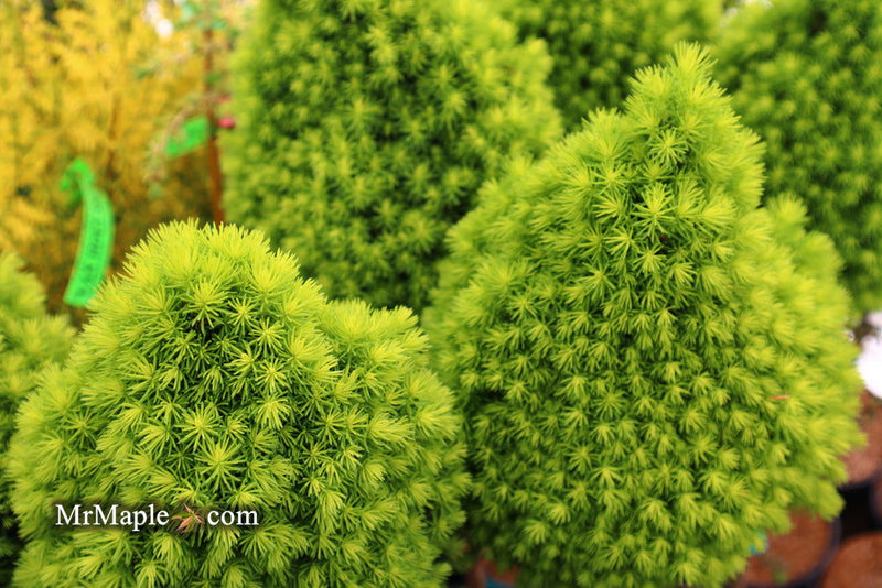- Picea glauca 'Pixie Dust' Dwarf White Spruce - Mr Maple │ Buy Japanese Maple Trees