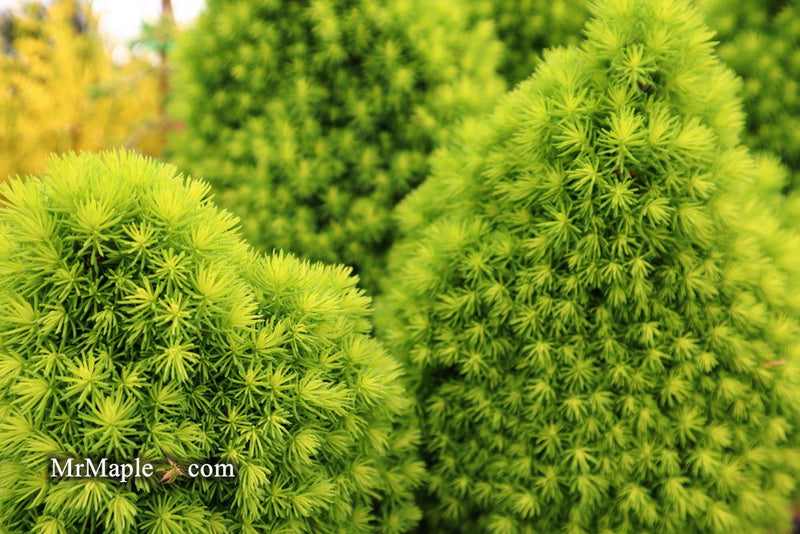 - Picea glauca 'Pixie Dust' Dwarf White Spruce - Mr Maple │ Buy Japanese Maple Trees