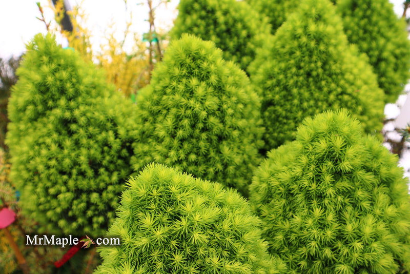 - Picea glauca 'Pixie Dust' Dwarf White Spruce - Mr Maple │ Buy Japanese Maple Trees