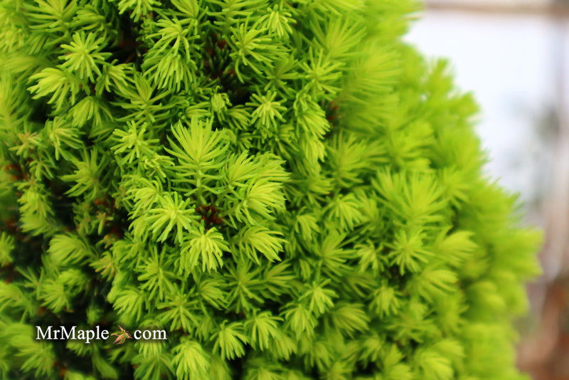 - Picea glauca 'Pixie Dust' Dwarf White Spruce - Mr Maple │ Buy Japanese Maple Trees