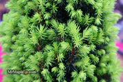 - Picea glauca 'Pixie Dust' Dwarf White Spruce - Mr Maple │ Buy Japanese Maple Trees