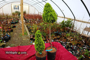 - Picea glauca 'Pixie Dust' Dwarf White Spruce - Mr Maple │ Buy Japanese Maple Trees