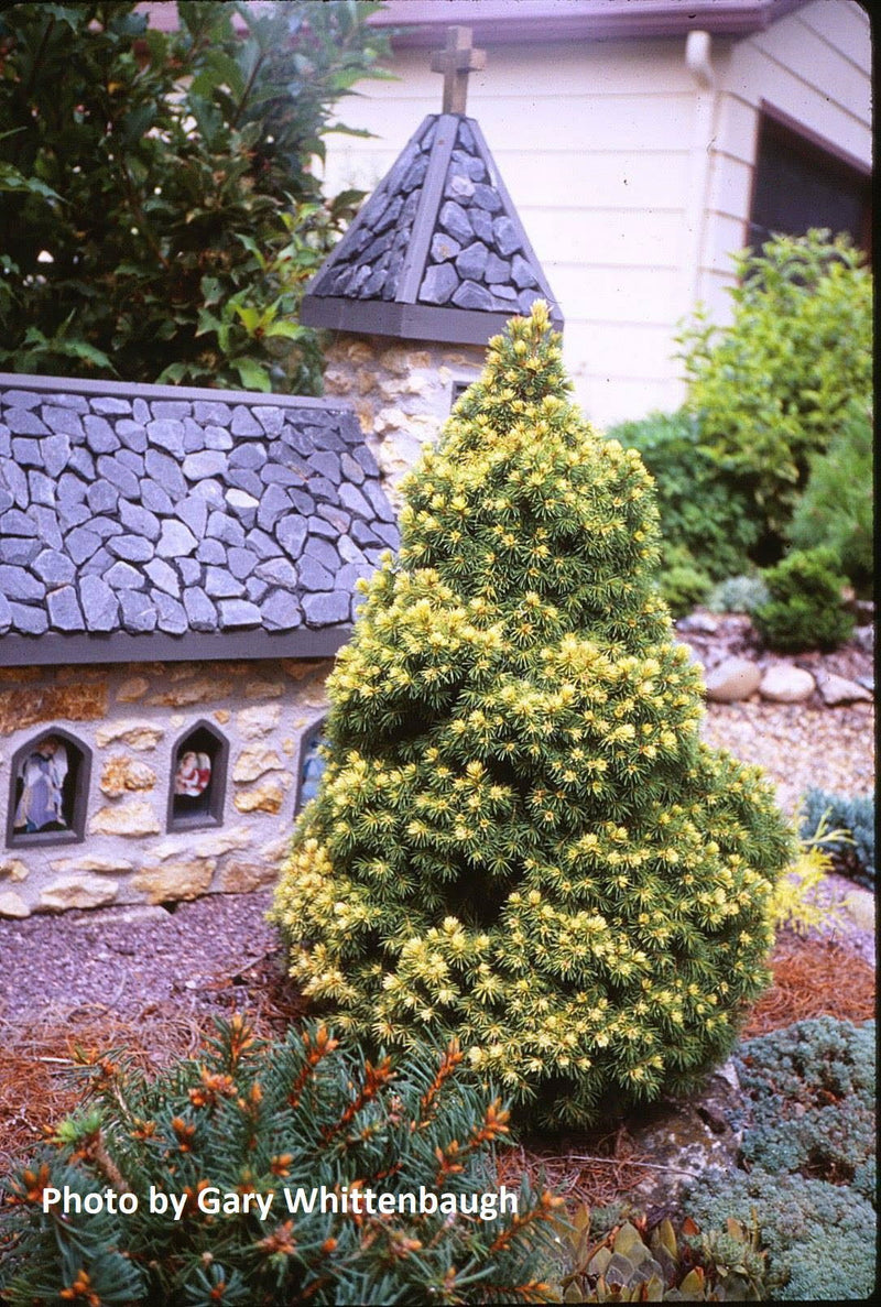 - Picea glauca 'Rainbow's End' White Spruce - Mr Maple │ Buy Japanese Maple Trees