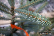 - Picea glauca 'Whiskey Blue Hills' Dwarf White Spruce - Mr Maple │ Buy Japanese Maple Trees