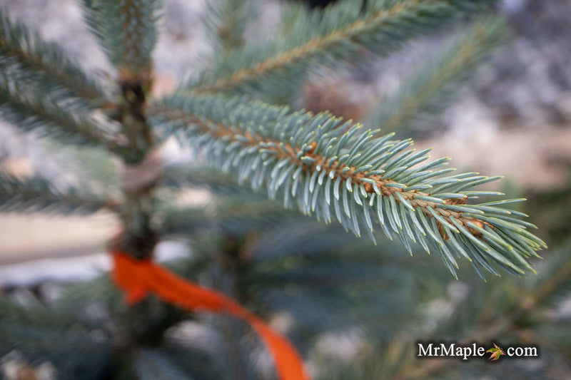 - Picea glauca 'Whiskey Blue Hills' Dwarf White Spruce - Mr Maple │ Buy Japanese Maple Trees