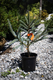 - Picea glauca 'Whiskey Blue Hills' Dwarf White Spruce - Mr Maple │ Buy Japanese Maple Trees