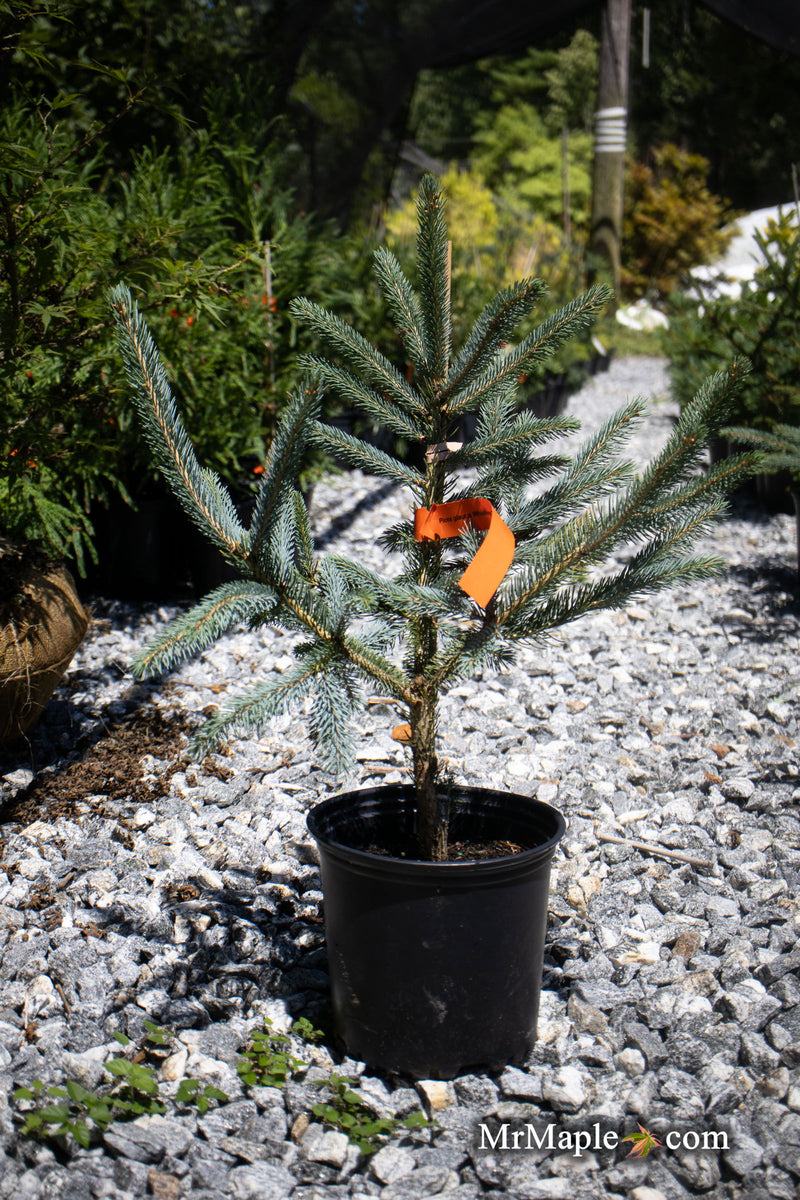 - Picea glauca 'Whiskey Blue Hills' Dwarf White Spruce - Mr Maple │ Buy Japanese Maple Trees