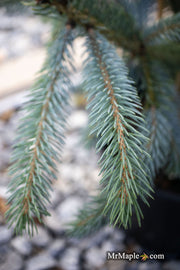 - Picea glauca 'Whiskey Blue Hills' Dwarf White Spruce - Mr Maple │ Buy Japanese Maple Trees