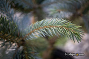 - Picea glauca 'Whiskey Blue Hills' Dwarf White Spruce - Mr Maple │ Buy Japanese Maple Trees