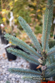 - Picea glauca 'Whiskey Blue Hills' Dwarf White Spruce - Mr Maple │ Buy Japanese Maple Trees