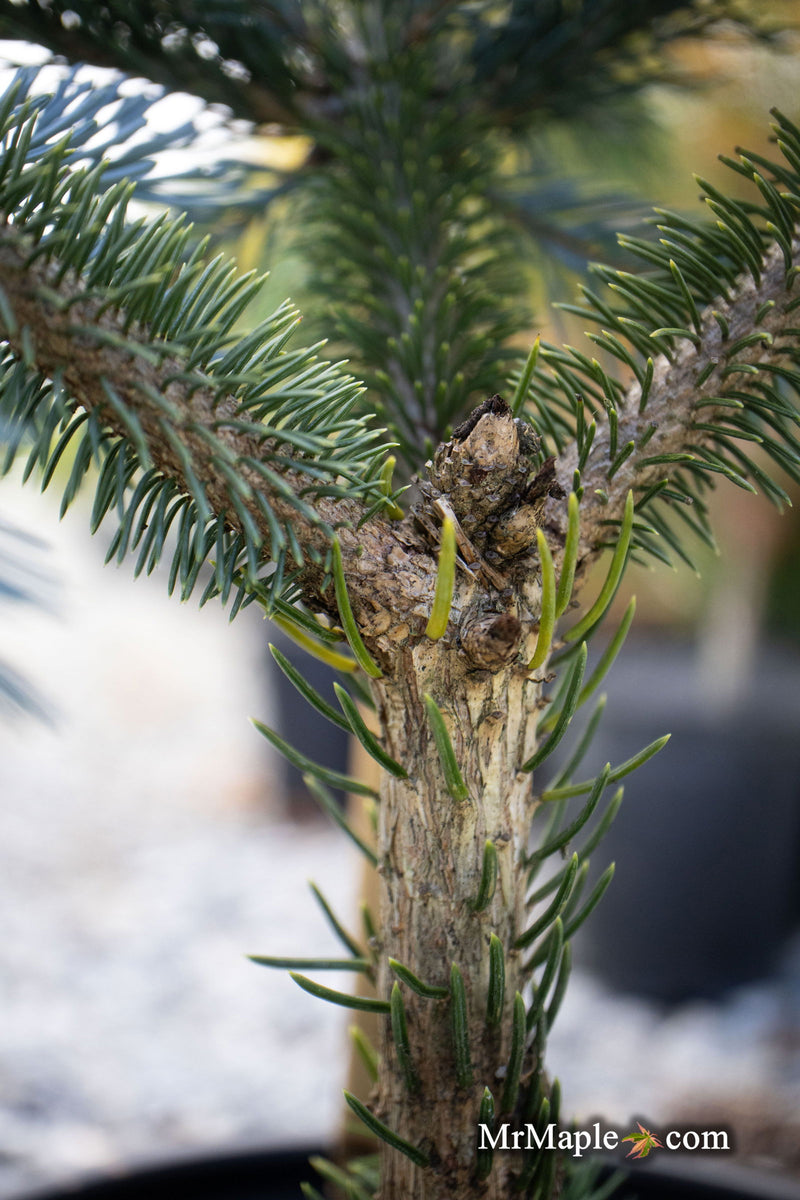 - Picea glauca 'Whiskey Blue Hills' Dwarf White Spruce - Mr Maple │ Buy Japanese Maple Trees