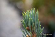 - Picea glauca 'Whiskey Blue Hills' Dwarf White Spruce - Mr Maple │ Buy Japanese Maple Trees