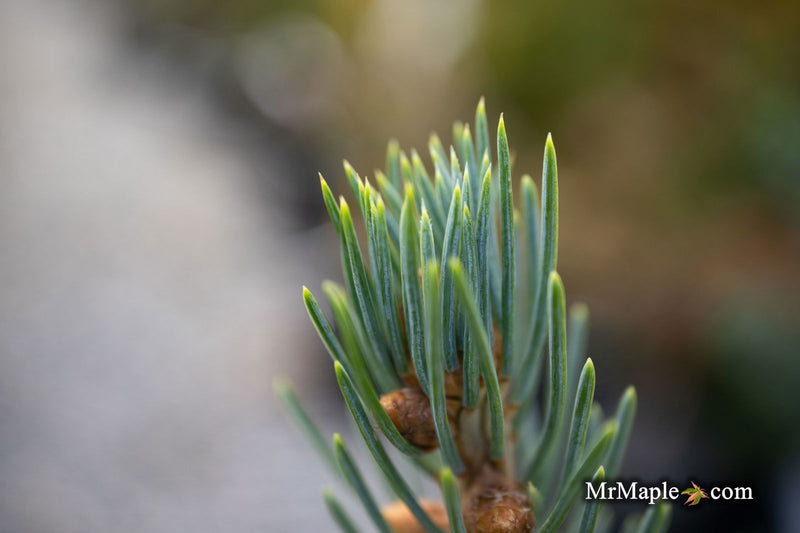- Picea glauca 'Whiskey Blue Hills' Dwarf White Spruce - Mr Maple │ Buy Japanese Maple Trees