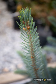 - Picea glauca 'Whiskey Blue Hills' Dwarf White Spruce - Mr Maple │ Buy Japanese Maple Trees