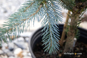 - Picea glauca 'Whiskey Blue Hills' Dwarf White Spruce - Mr Maple │ Buy Japanese Maple Trees