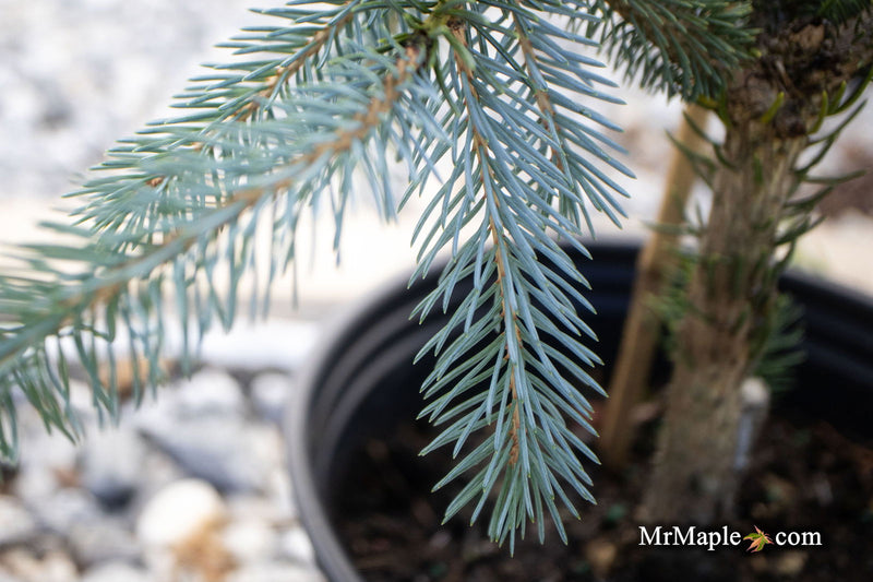 - Picea glauca 'Whiskey Blue Hills' Dwarf White Spruce - Mr Maple │ Buy Japanese Maple Trees