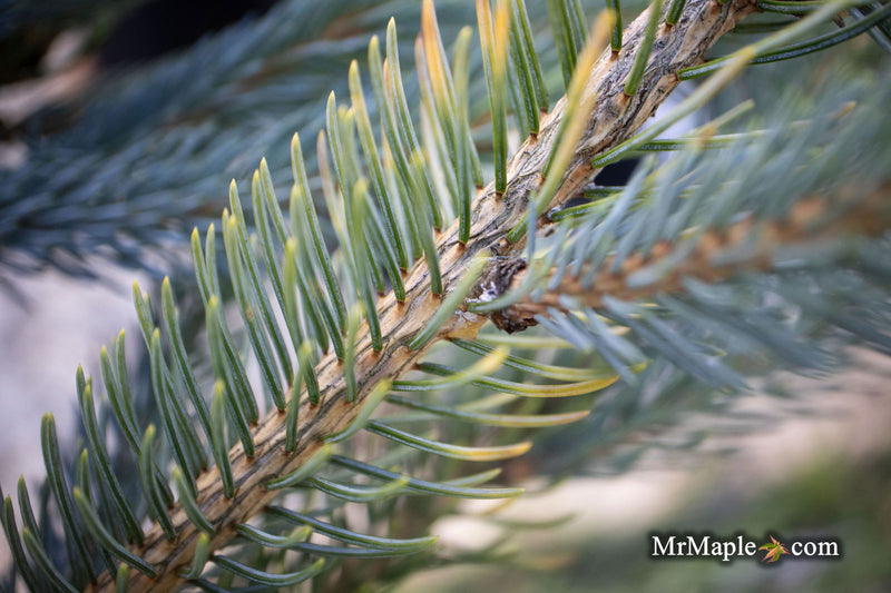 - Picea glauca 'Whiskey Blue Hills' Dwarf White Spruce - Mr Maple │ Buy Japanese Maple Trees