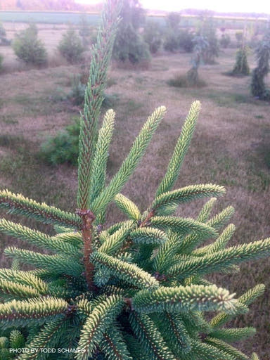 - Picea mariana 'Aureovariegata' Variegated Black Hills Spruce - Mr Maple │ Buy Japanese Maple Trees