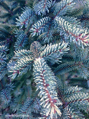 - Picea mariana 'Aureovariegata' Variegated Black Hills Spruce - Mr Maple │ Buy Japanese Maple Trees