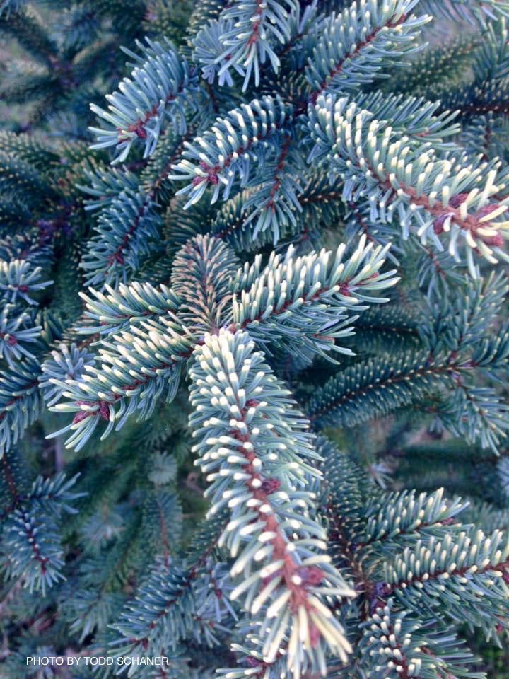 - Picea mariana 'Aureovariegata' Variegated Black Hills Spruce - Mr Maple │ Buy Japanese Maple Trees