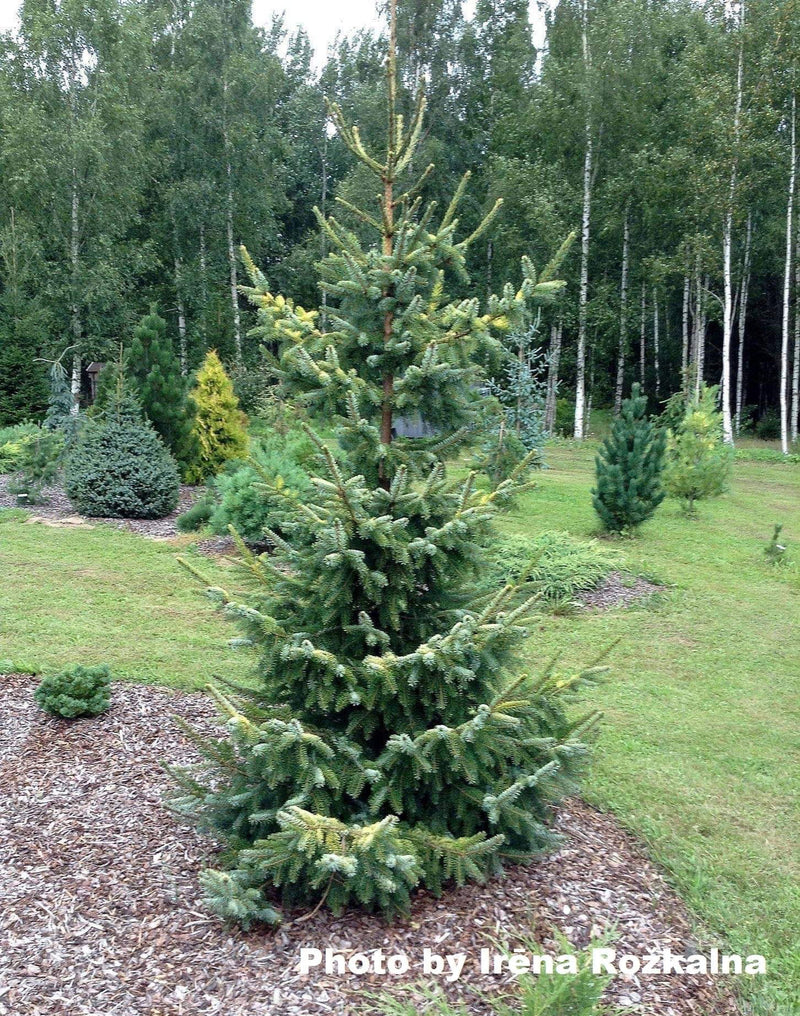 - Picea mariana 'Aureovariegata' Variegated Black Hills Spruce - Mr Maple │ Buy Japanese Maple Trees