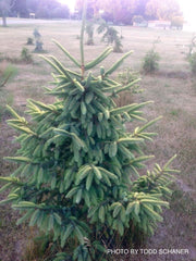 - Picea mariana 'Aureovariegata' Variegated Black Hills Spruce - Mr Maple │ Buy Japanese Maple Trees