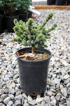 Buy Picea omorika 'Benson Blue' Dwarf Serbian Spruce — Mr Maple │ Buy  Japanese Maple Trees