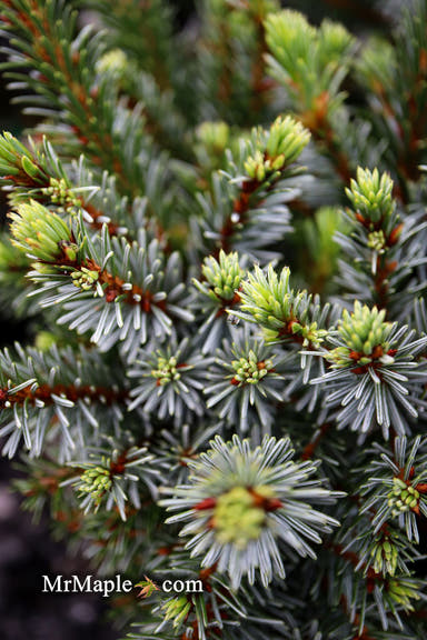 - Picea omorika 'Berliner's Weeper WB' Purple Cone Dwarf Serbian Spruce - Mr Maple │ Buy Japanese Maple Trees