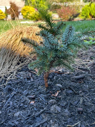 - Picea omorika 'Berliner's Weeper WB' Purple Cone Dwarf Serbian Spruce - Mr Maple │ Buy Japanese Maple Trees