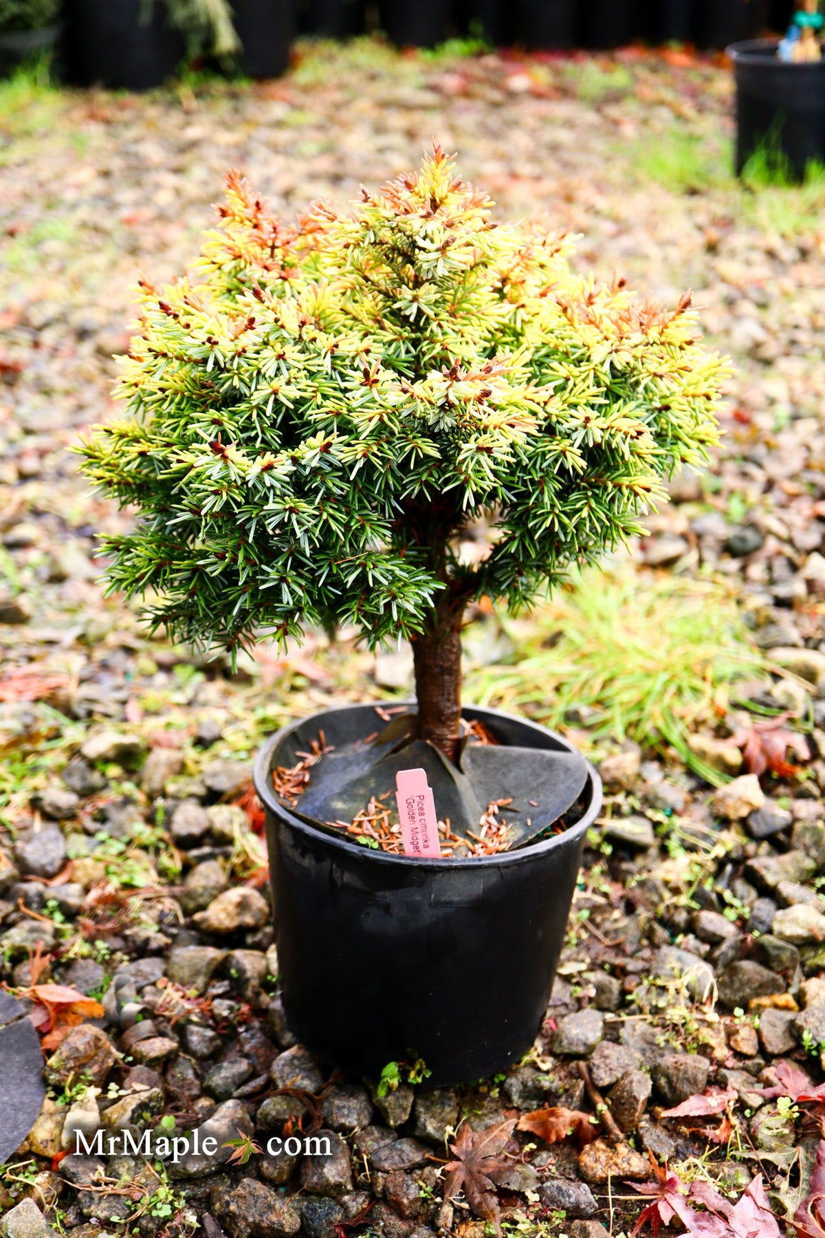 Buy Picea omorika 'Golden Midget' Serbian Spruce — Mr Maple │ Buy Japanese  Maple Trees