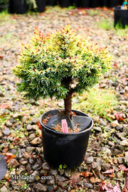 - Picea omorika 'Golden Midget' Serbian Spruce - Mr Maple │ Buy Japanese Maple Trees