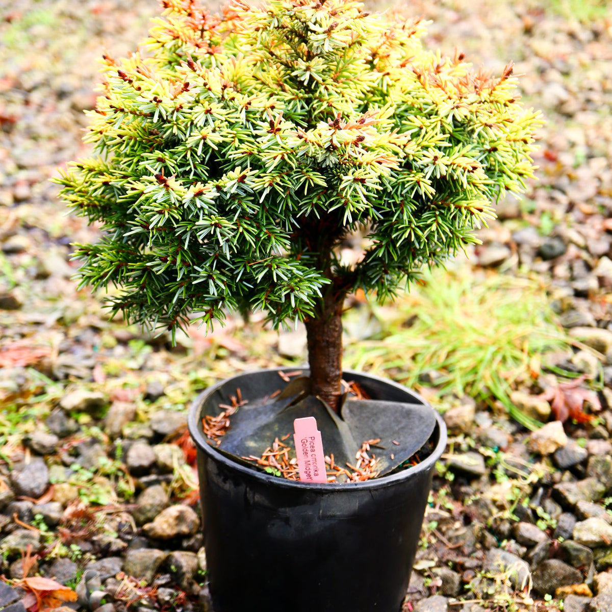 Buy Picea omorika 'Golden Midget' Serbian Spruce — Mr Maple │ Buy