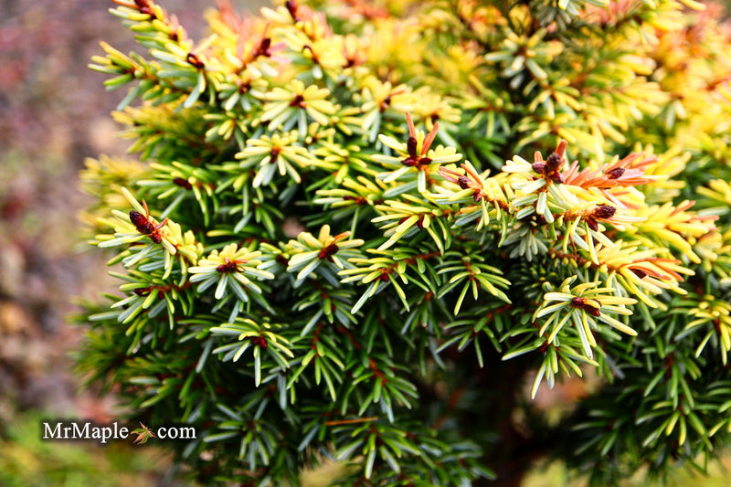 - Picea omorika 'Golden Midget' Serbian Spruce - Mr Maple │ Buy Japanese Maple Trees