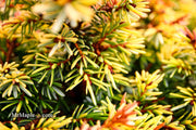 - Picea omorika 'Golden Midget' Serbian Spruce - Mr Maple │ Buy Japanese Maple Trees