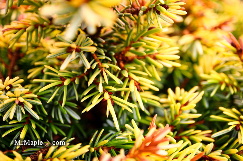 - Picea omorika 'Golden Midget' Serbian Spruce - Mr Maple │ Buy Japanese Maple Trees