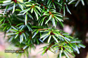 - Picea omorika 'Golden Midget' Serbian Spruce - Mr Maple │ Buy Japanese Maple Trees