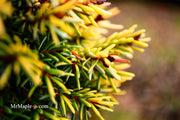 - Picea omorika 'Golden Midget' Serbian Spruce - Mr Maple │ Buy Japanese Maple Trees