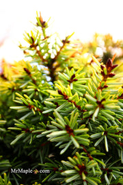 - Picea omorika 'Golden Midget' Serbian Spruce - Mr Maple │ Buy Japanese Maple Trees