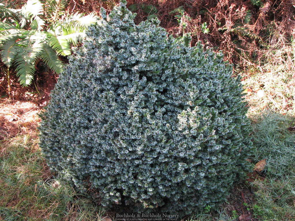pinokora✨✨ Buy Picea omorika 'Gunther' Serbian Spruce — Mr Maple │ Buy