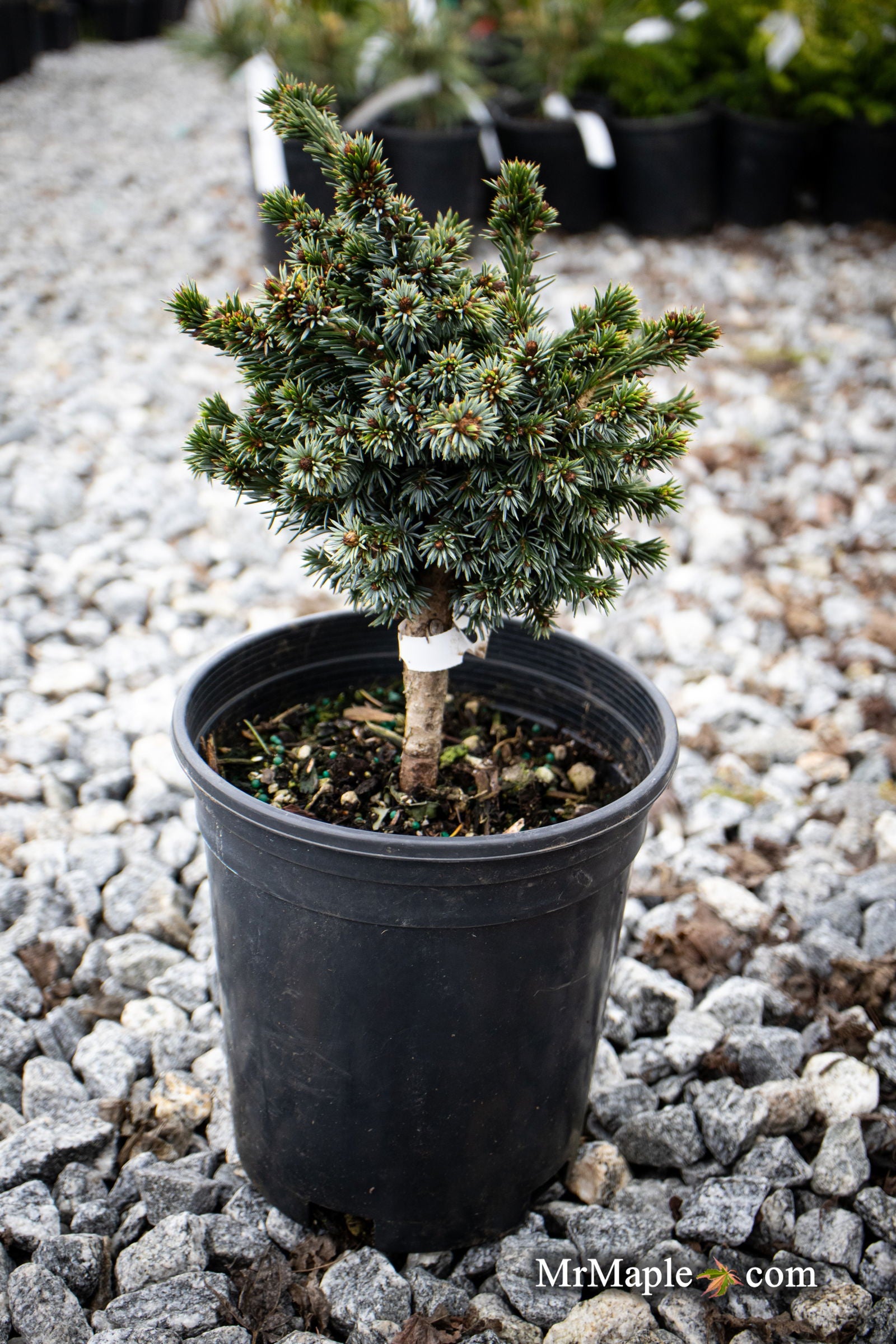 Buy Picea omorika 'Gunther' Serbian Spruce — Mr Maple │ Buy