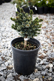 - Picea omorika 'Gunther' Serbian Spruce - Mr Maple │ Buy Japanese Maple Trees