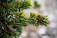 - Picea omorika 'Gunther' Serbian Spruce - Mr Maple │ Buy Japanese Maple Trees