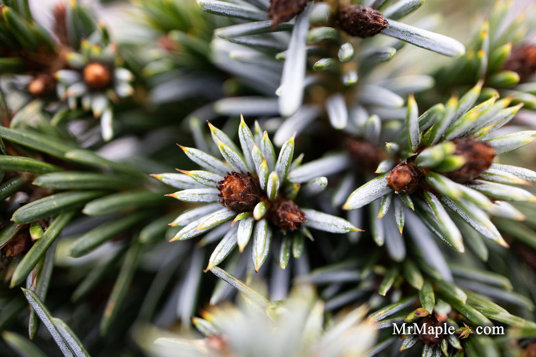 - Picea omorika 'Gunther' Serbian Spruce - Mr Maple │ Buy Japanese Maple Trees